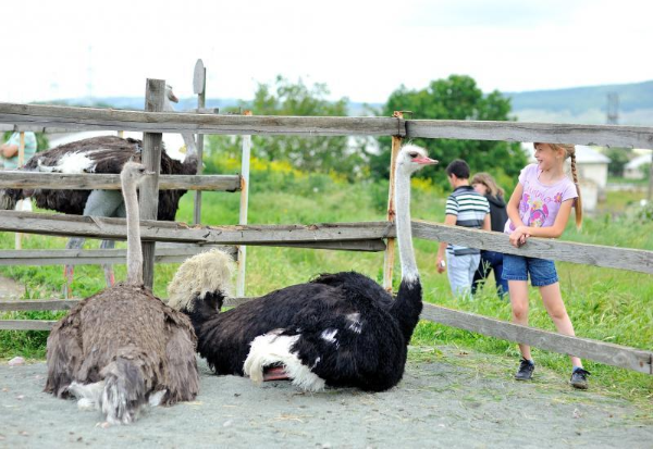 Семейный отдых в Николаевке с детьми, страусиная ферма